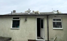 Sheep inadvertently wandered onto the roof of Kristen Jackson’s house in rural England.